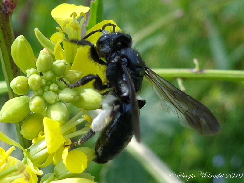 Apidae Andreninae: Andrena agilissima